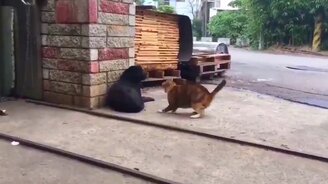 Кошка обидела пса - смотреть видео (0:17)