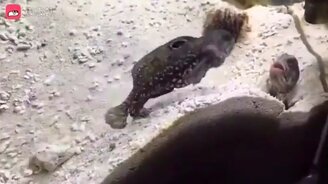 Противостояние соседей - смотреть видео (0:32)