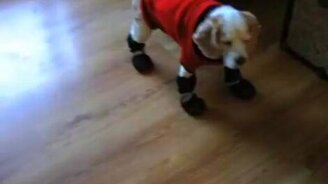 Обули пёсика - смотреть видео (2:12)