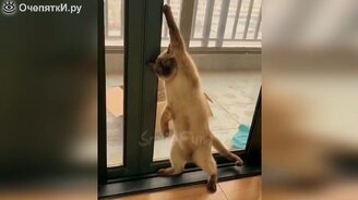 Прикольное видео с котами и кошками - смотреть видео (3:51)