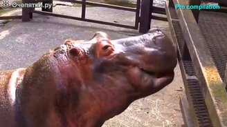 Весёлые внезапные моменты - смотреть видео (4:05)