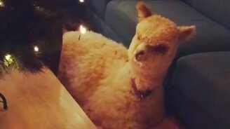 Альпака не готова к Рождеству - смотреть видео (0:29)