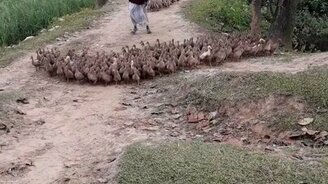 Уточки, домой! - смотреть видео (0:49)