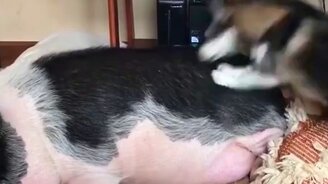 И всё-таки она её подняла! - смотреть видео (0:46)