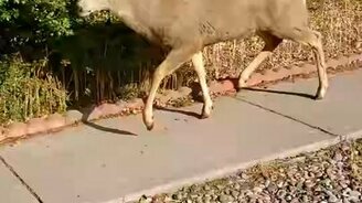 Здравствуй, олень! - смотреть видео (0:18)