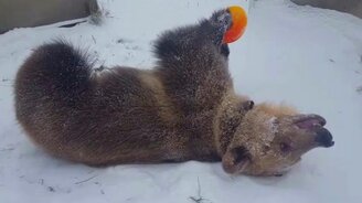 Медведь наслаждается снежным днём - смотреть видео (0:58)