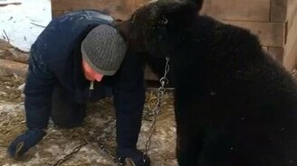 Будка для медведя - смотреть видео (0:27)