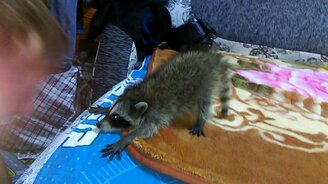 Отважный малыш-енот - смотреть видео (0:54)