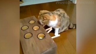 Самые забавные собачки - смотреть видео (14:24)