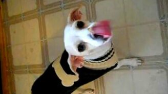 Лижет воздух - смотреть видео (0:17)