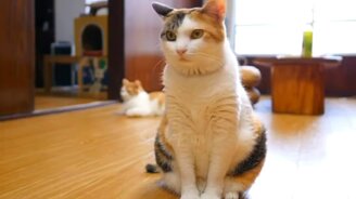 Кошачьи приколы с музыкой - смотреть видео (11:10)