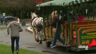 Когда лошади испугались - смотреть видео (0:59)