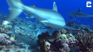 Акула срывает маску с водолаза - смотреть видео (0:30)