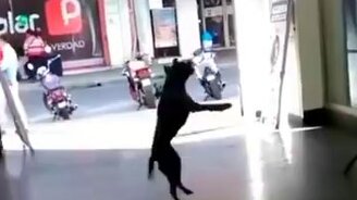 Собака играет с воздушным шариком - смотреть видео (1:00)