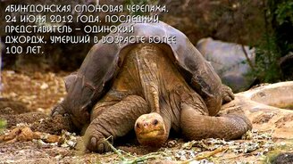 Животные, вымершие за последние 10 лет - смотреть видео (1:58)