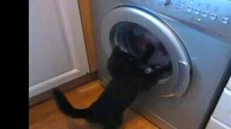 Котёнок-мазохист - смотреть видео (0:55)