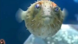 Ты думаешь, что тебя не удивить? - смотреть видео (10:13)