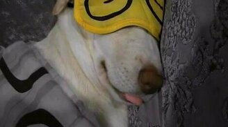 Повязка для собаки - смотреть видео (0:28)