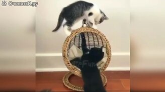 Коты, которые рассмешат - смотреть видео (9:52)