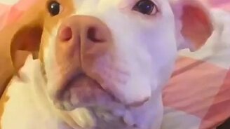 Собака с ушами-крыльями - смотреть видео (0:06)