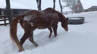 Как лошади резвятся в снегу - смотреть видео (0:52)