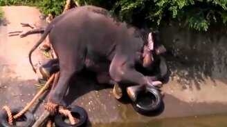 Спасение слонёнка из канала - смотреть видео (5:59)