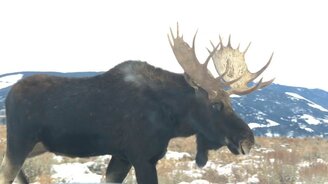 Близкая встреча с лосем - смотреть видео (1:08)