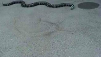 Змея-робот - смотреть видео (0:20)