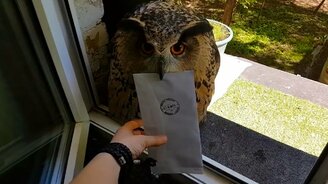 Сова с "Почты России" - смотреть видео (4:07)