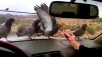 Обманул голубей - смотреть видео (0:25)