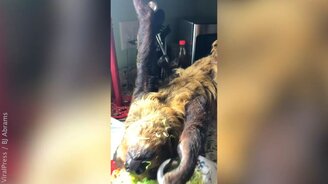 Ленивец кого-то напоминает... - смотреть видео (0:34)