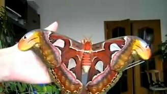 Бабочка-гигант - смотреть видео (0:39)