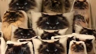 Найди кошку среди подушек - смотреть видео (0:14)