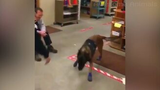 Весёлые и забавные собаки и кошки - смотреть видео (11:31)