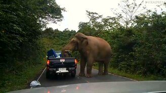 Слон атакует непрошеных гостей - смотреть видео (3:41)