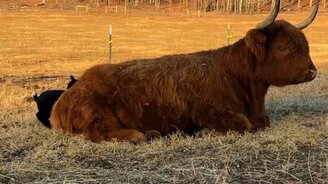 Козлёнок и корова - смотреть видео (0:55)