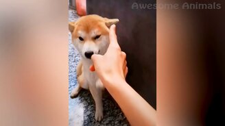 Весёлые собаки и чудные кошки - смотреть видео (12:44)