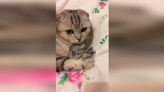 Смешное и трогательное с кошками - смотреть видео (10:52)