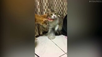 Кошка выйдет из любого положения - смотреть видео (1:06)