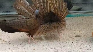 Любовный танец хохлатого аргуса - смотреть видео (1:40)