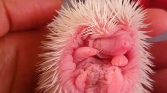 Малыш карликового ежа - смотреть видео (0:56)