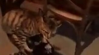 Кот на гироскутере - смотреть видео (0:13)