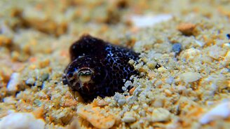 Кальмар прячется - смотреть видео (0:39)