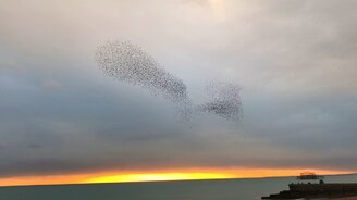 Удивительная стая птиц - смотреть видео (0:34)