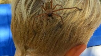 У тебя на голове паук! - смотреть видео (0:45)
