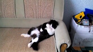 Смешное с кошками и котами - смотреть видео (11:04)