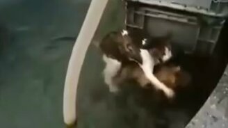 Собака спасла кота из воды - смотреть видео (0:24)