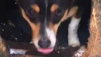 Будешь жить со мной, я сказал! - смотреть видео (0:53)