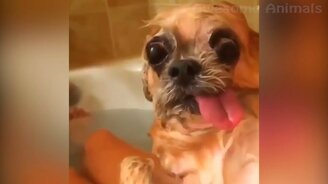 Симпатичные и прикольные звери - смотреть видео (24:25)