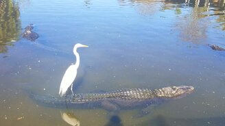 Журавль на спине крокодила - смотреть видео (0:11)
